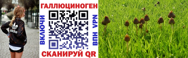 Псилоцибиновые грибы Psilocybe  Анапа 